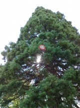 Séquoia géant rue de l'église