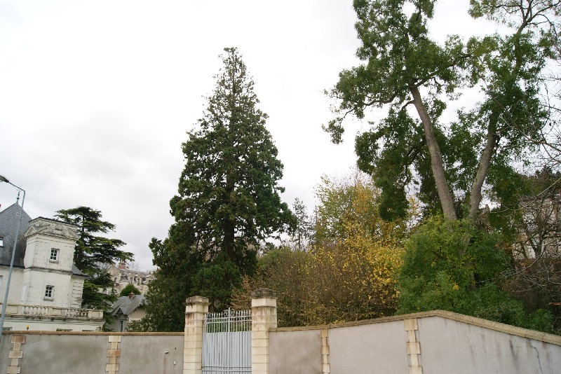 Séquoia géant à Montlouis sur Loire