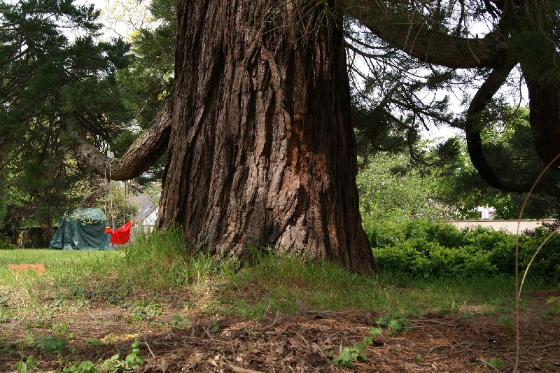 Séquoia géant à Nogent le Rotrou rue de la Malerie