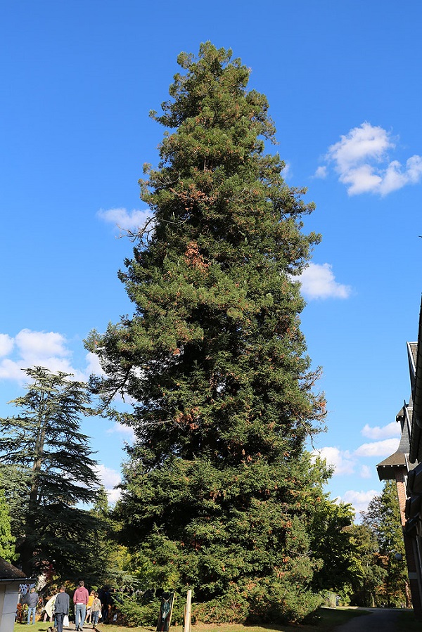 Séquoiadendron giganteum, arboretum national des Barres © Jardinoscope