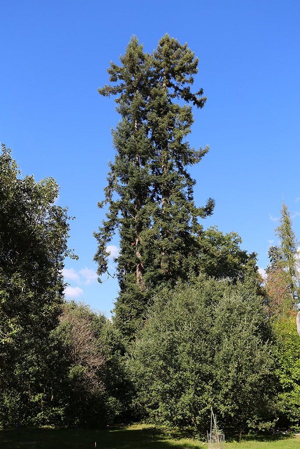 Séquoiadendron giganteum, arboretum national des Barres © Jardinoscope