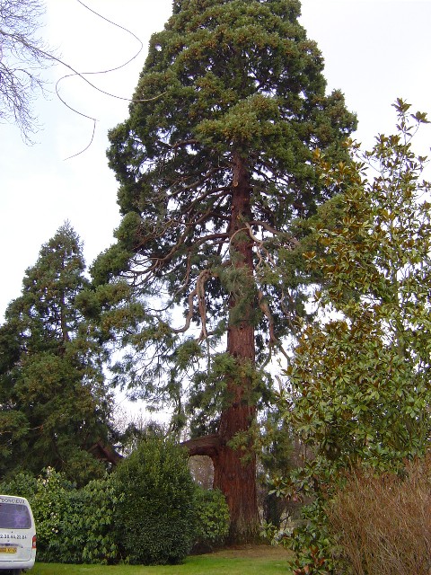 Séquoia géant à Orléans rue Jousselin