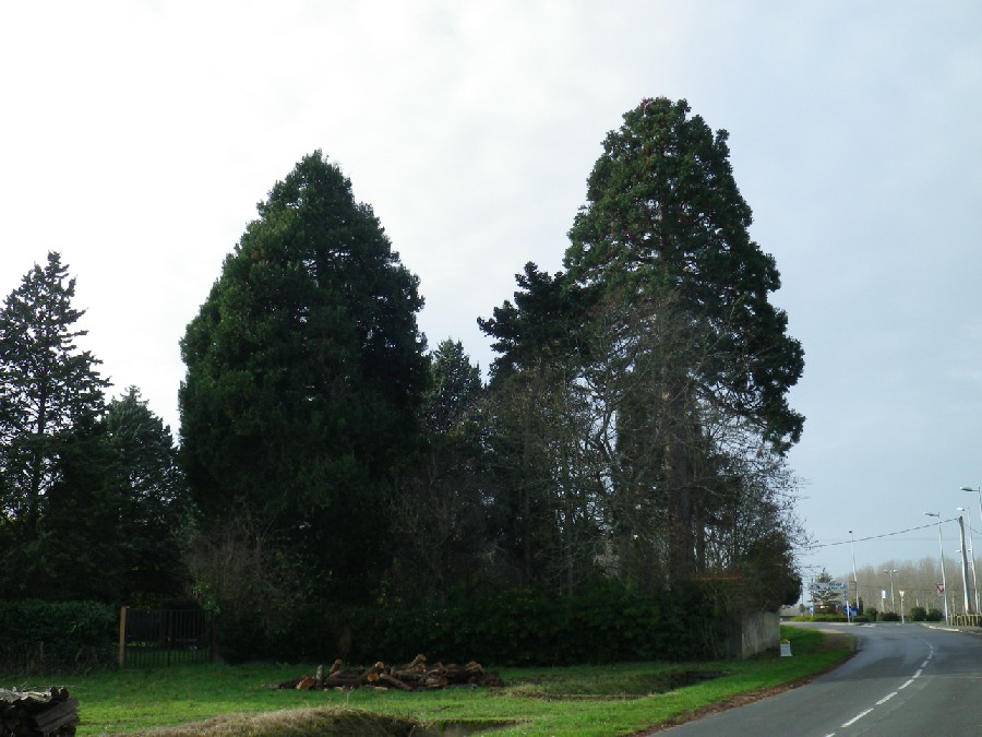 Séquoias géants à Rivarennes