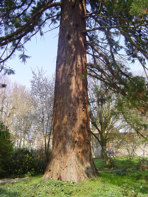 Séquoia géant à Sandillon