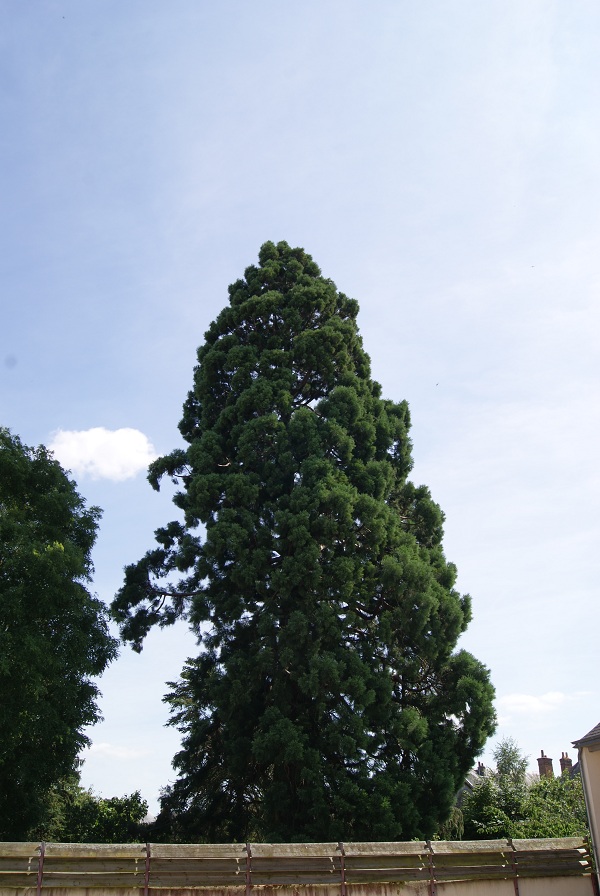 Séquoia géant à St Benoit sur Loire