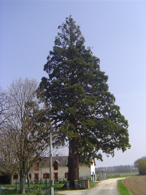 Séquoia géant à St Denis en Val