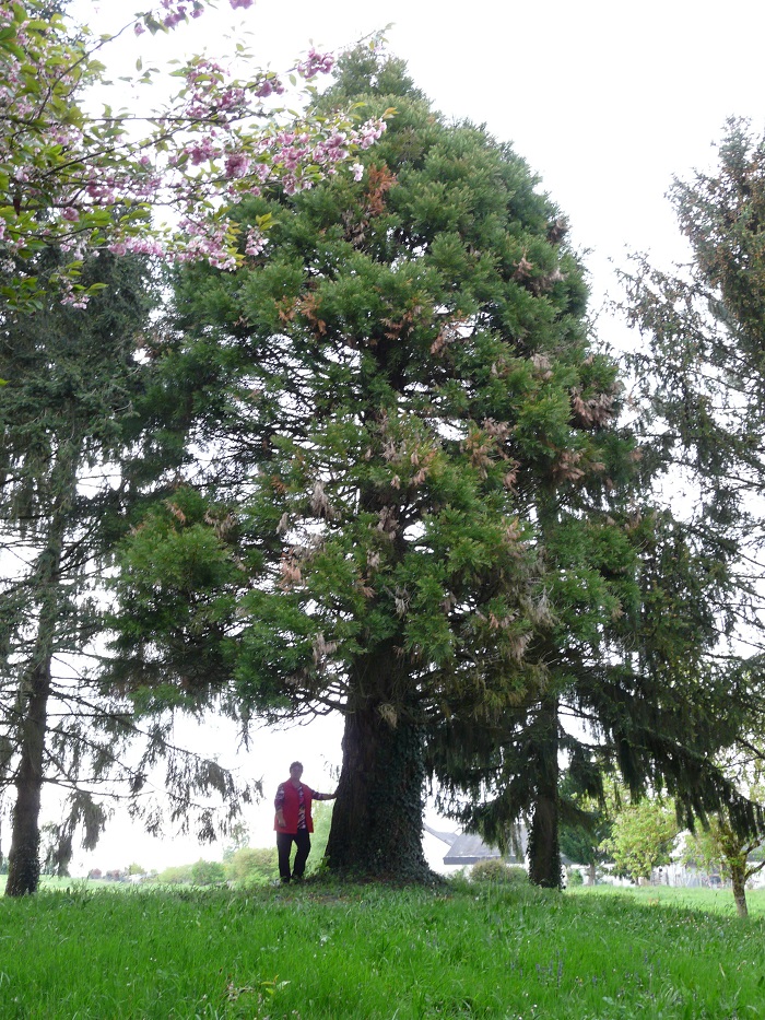 Séquoia géant à St Flovier