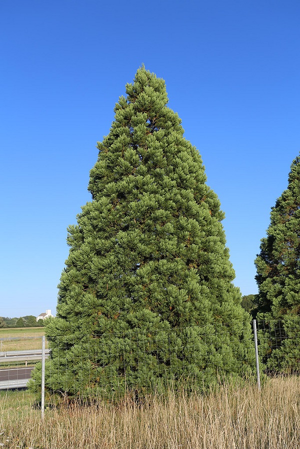 Séquoias géants le long de l’autoroute A-77 