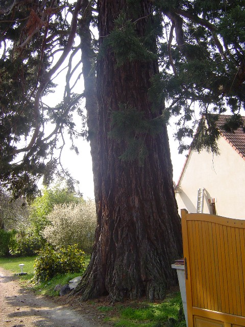 Séquoia géant rue de la Cerisaille