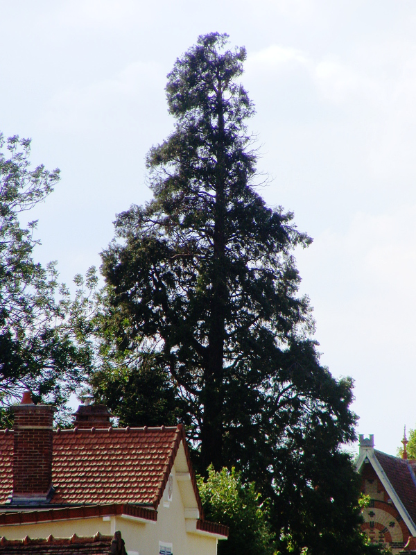 Séquoia géant à Lusigny sur Barse