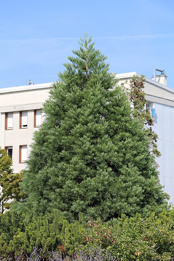 Séquoia géant à Troyes
