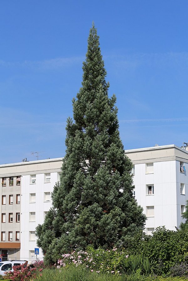 Séquoia géant à Troyes