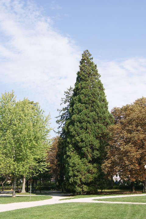 Séquoia géant parc des Bains