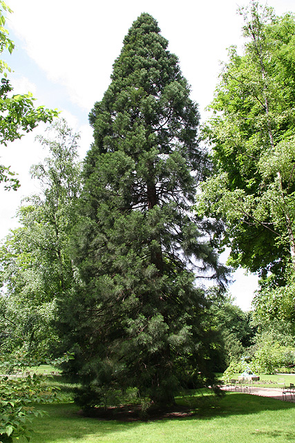 sequoiadendron giganteum, Jardin du Luxembourg ©Stéphane Sudré
