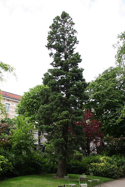Séquoia au Jardin du Luxembourg ©Stéphane Sudré