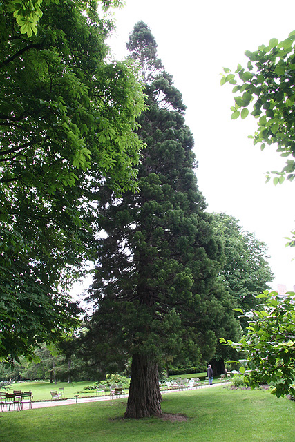 Séquoia géant, Jardin du Luxembourg ©Stéphane Sudré