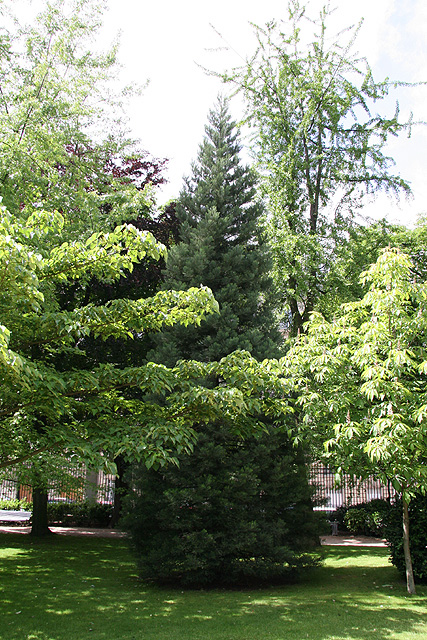 jeune séquoia, Jardin du Luxembourg ©Stéphane Sudré
