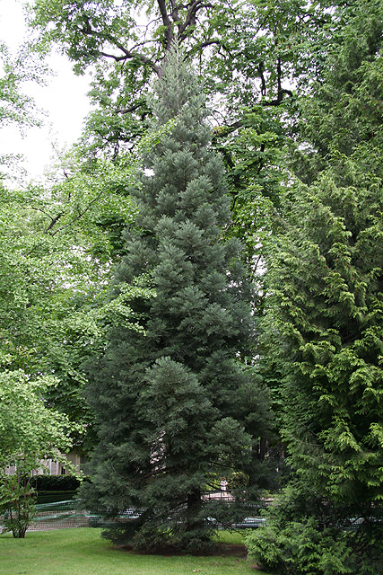un des sept séquoias du Jardin du Luxembourg ©Stéphane Sudré