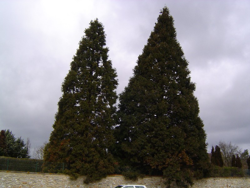 Séquoia géant à Arnouville les Mantes