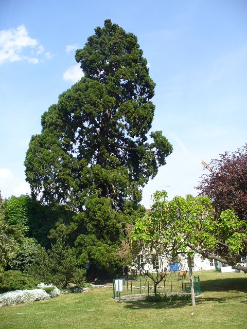 Séquoia géant à Bagneux