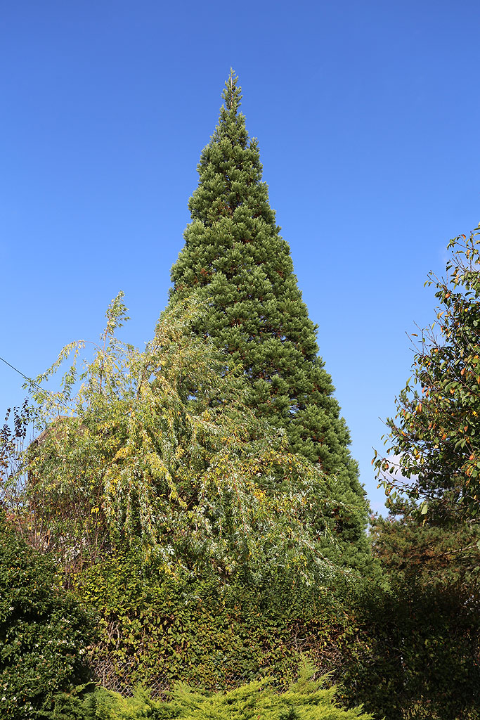 Séquoia géant à Bois le Roi