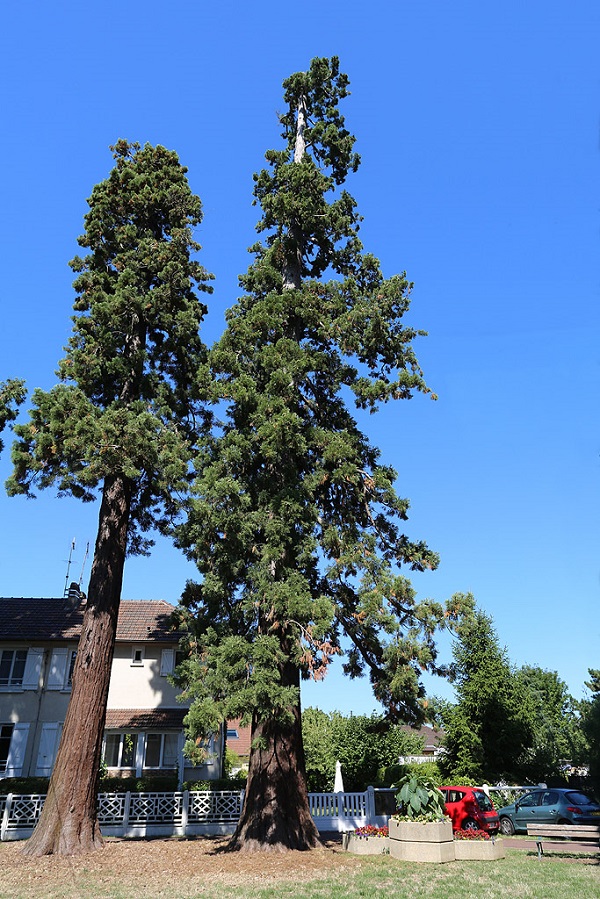 Séquoia géant à Boissy St Léger