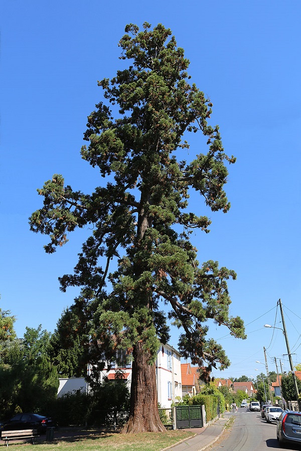 Séquoia géant à Boissy St Léger