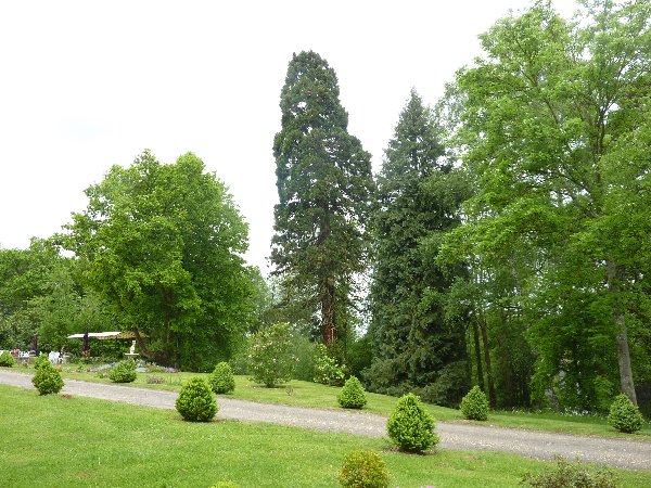 Séquoia géant à Bonnelles