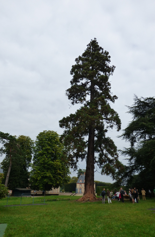 Séquoia géant à Breteuil