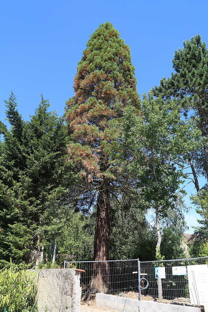 Séquoia géant à Briis sous Forges