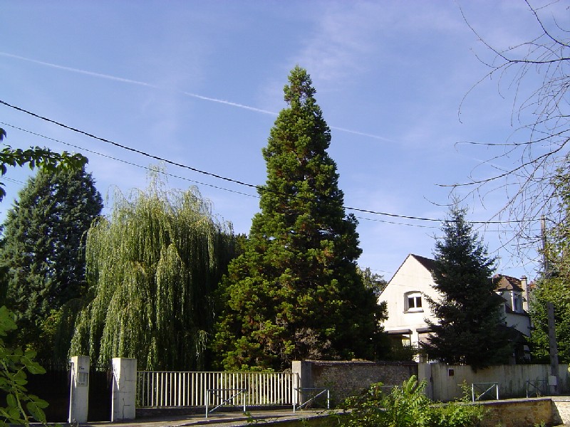 Séquoia géant à Cesson