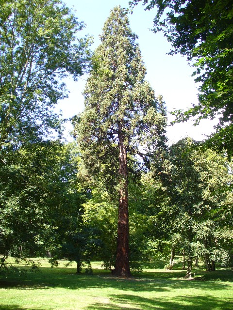Séquoia géant dans le parc du Desert de Retz à Chambourcy