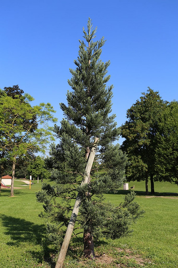 Séquoia géant à Champigny sur Marne