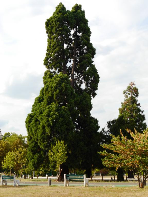 Séquoias géants à Charenton