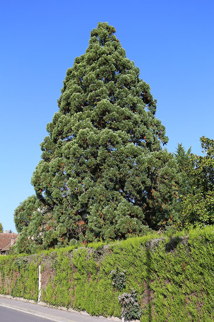 Séquoia géant à Chartrettes
