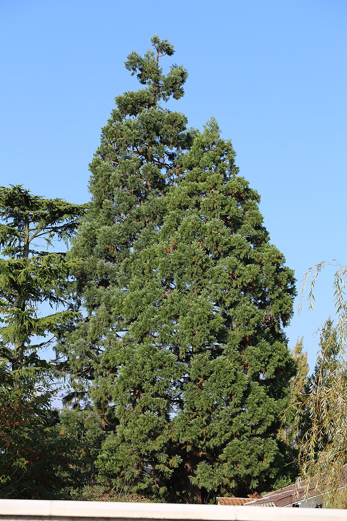 Séquoia géant à Chartrettes