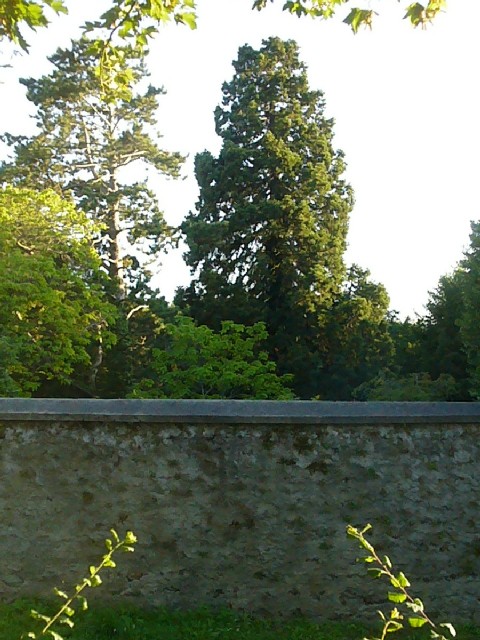 Séquoia géant à Châteaufort
