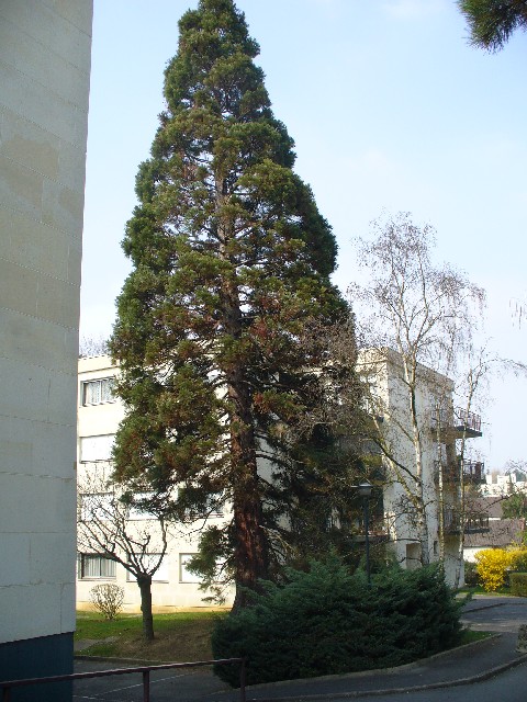 Séquoia géant à Châtenay Malabry rue Marc Sangnier