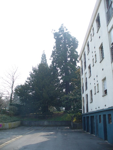 Séquoia géant résidence du gingko rue Sangnier