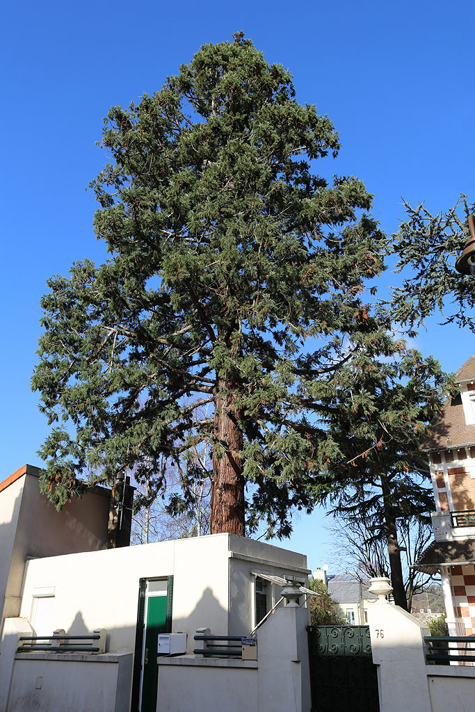 Séquoia géant à Châtenay Malabry