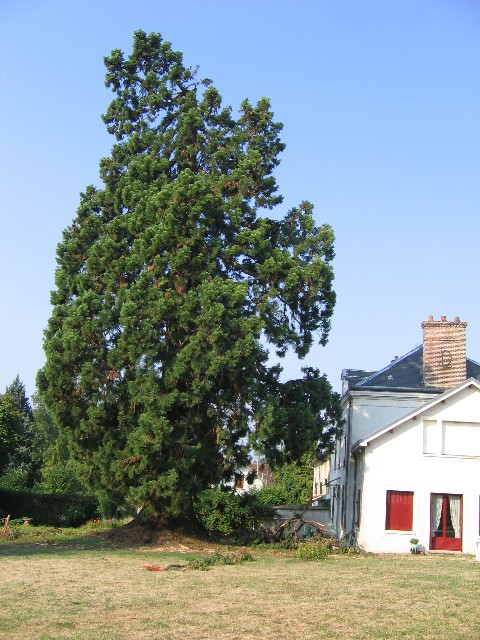 Séquoia géant à Chaumes en Brie