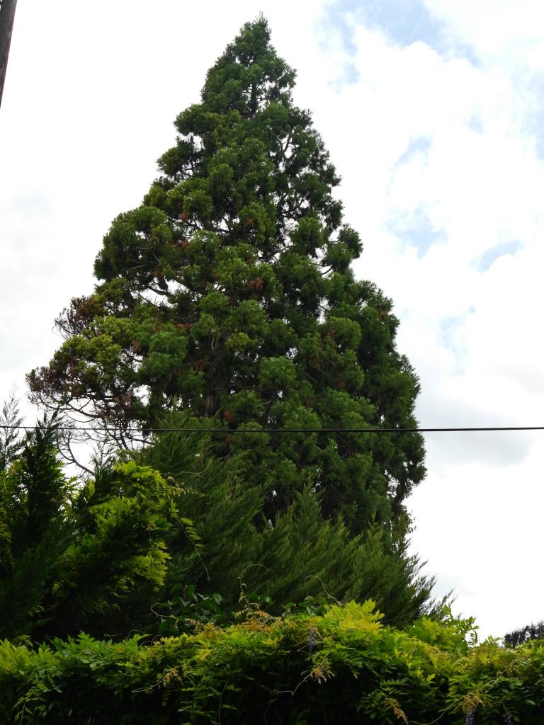 Séquoia géant à Chelles