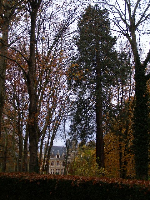Séquoia géant au Château de Méridon