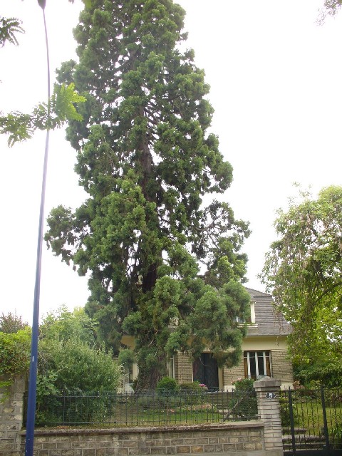 Séquoia géant à Clamart