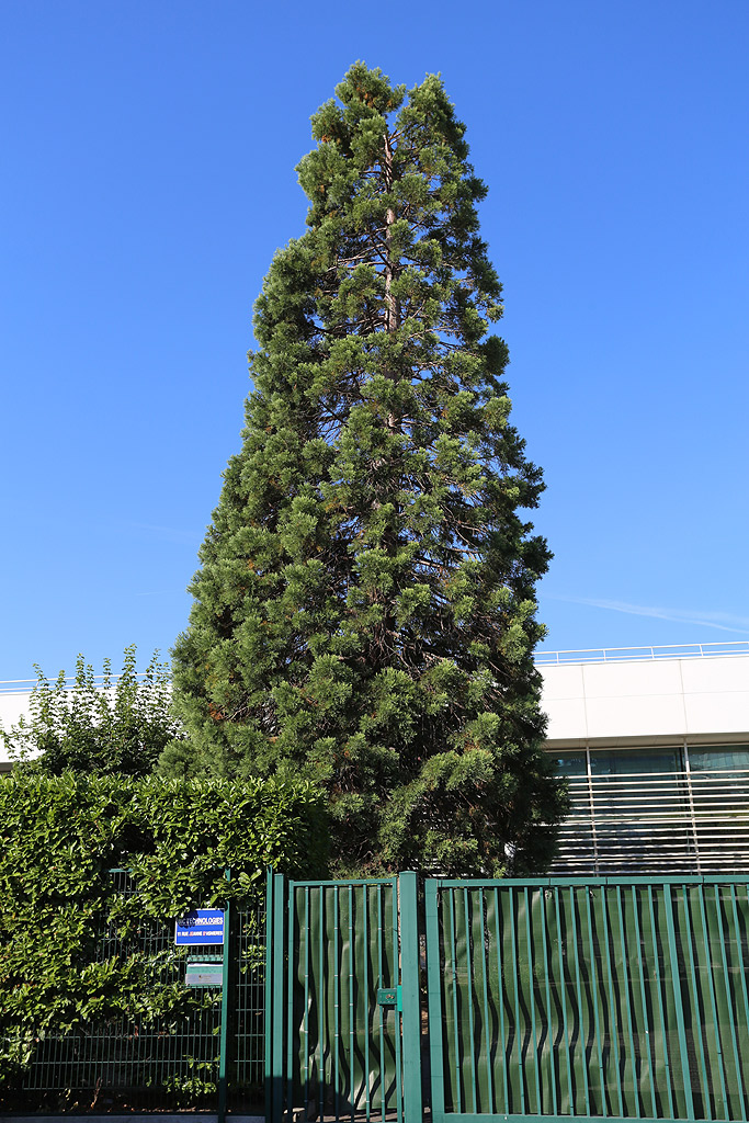 Séquoia géant à Clichy