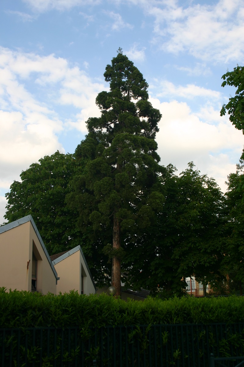 Séquoia géant à Colombes