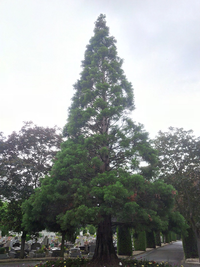 Séquoia géant à Colombes
