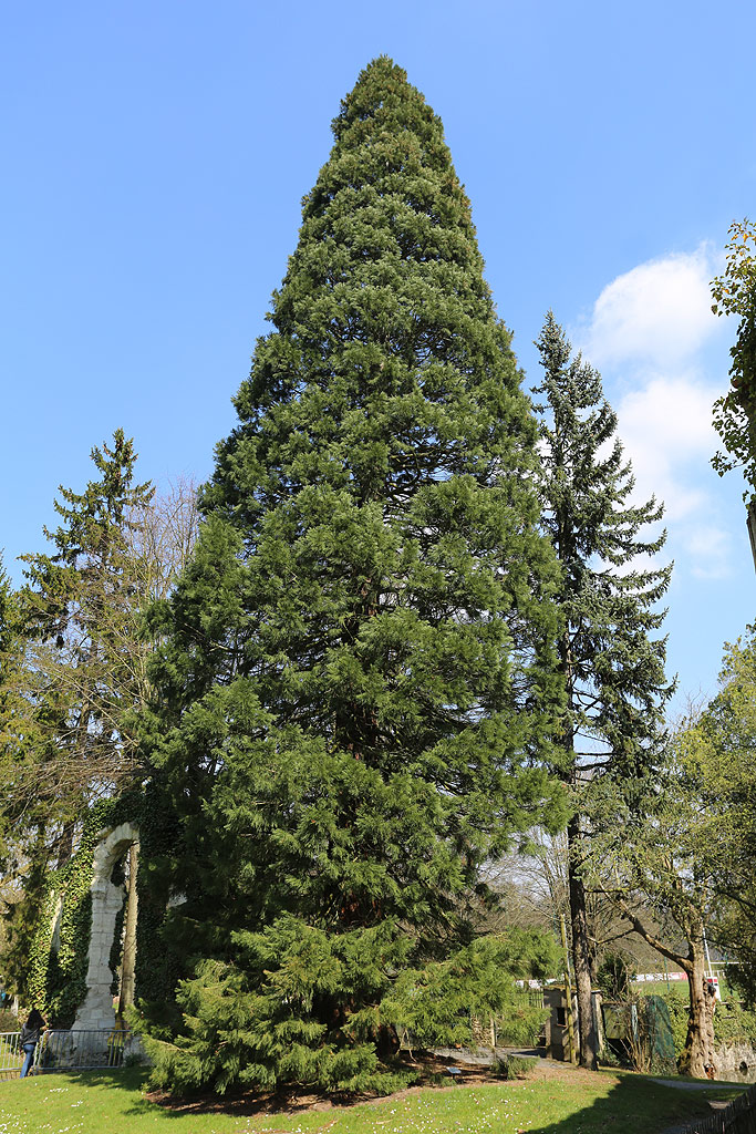 Séquoia géant à Coulommiers