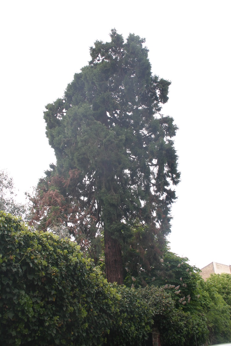 Séquoia géant à Courbevoie