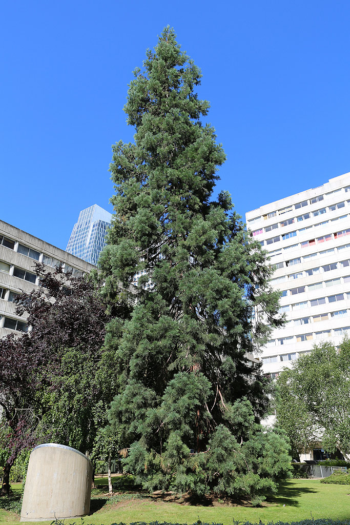 Séquoia géant à Courbevoie